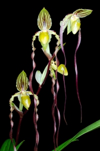 Paphiopedilum Michael Koopowtz Seagraves AM/AOS 81 pts. 20152942